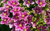 Описание сортов клематисов, подходящих для Подмосковья