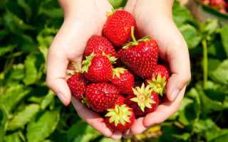 Клубника любава описание сорта фото отзывы садоводов