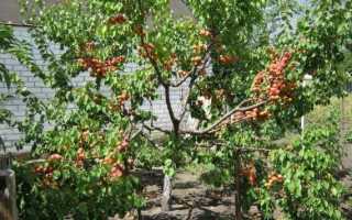 Абрикос для средней полосы: анализ районированных сортов и нюансов посадки