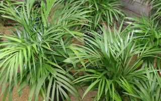 Хризалидокарпус или арека: выращивание и уход в домашних условиях