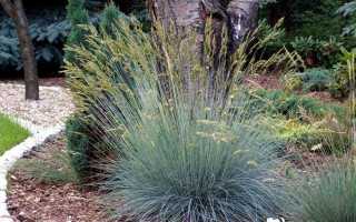 Овсяница овечья: описание, характеристики и использование