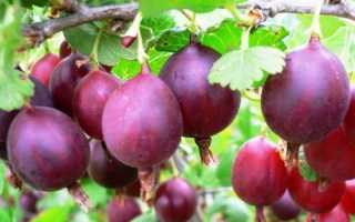 Крыжовник Яровой: характеристика, особенности выращивания и размножения