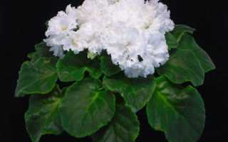 Фиалка свадебный букет: описание сорта с фото и отзывы о сорте