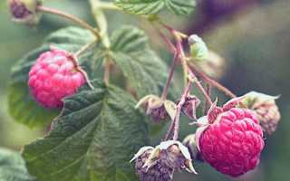 Как правильно поливать малину весной и летом, и как её обработать от вредителей!