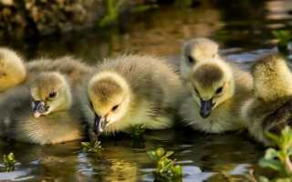 Самые интересные факты про гусей