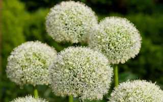Цветок аллиум: посадка и уход в открытом грунте