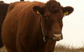 Симптомы и лечение основных болезней коров