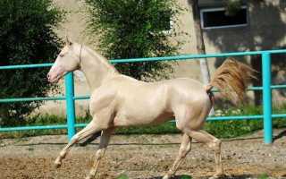 Изабелловая масть лошади: описание цвета