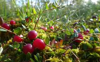 5 лучших способов как хранить клюкву