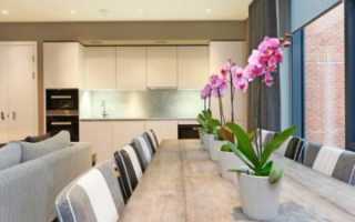 Какие комнатные растения полезно иметь дома?