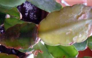 Почему у декабриста вялые листья. как я спасла цветок