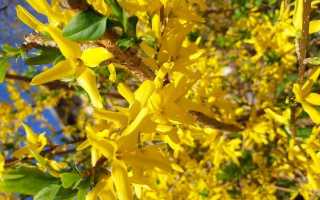 Форзиция – посадка и уход за жёлтыми пышными кустами в Подмосковье