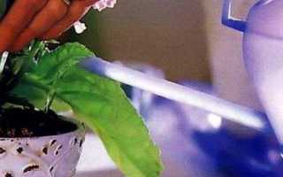 Глоксиния — выращивание и уход в домашних условиях, фото видов и сортов