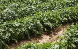 Способы посадки картофеля: все от посадки до урожая