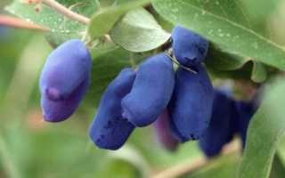 Когда выкапывать луковицы крокусов после цветения