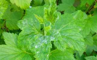 Смородина черная, белая, красная, розовая: лучшие сорта для Подмосковья