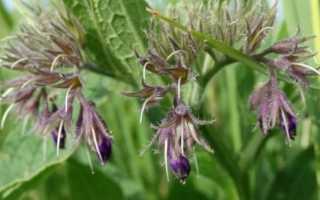 Оздоравливаем суставы с окопником лекарственным