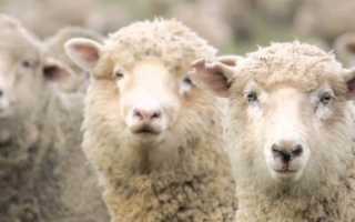 Животноводство → Кубанские животноводы рассказали, как смогли сделать бизнес рентабельным [+видео]