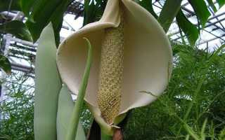 Монстера (60 фото): виды, особенности ухода