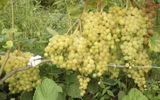 Описание и характеристики сорта винограда Русбол, разновидности, способы размножения и уход