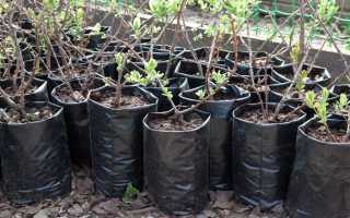 5 самых частых вопросов об осенней посадке деревьев