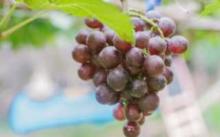 Виноград фавор описание сорта фото отзывы видео