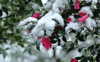 Особенности и популярные сорта мускусных роз, тонкости посадки и ухода