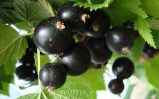 Черная смородина изюмная описание сорта фото отзывы