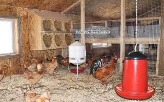 Виды клеток для кур — обустройство курятника своими руками. 135 фото самых удобных и эффективных конструкций