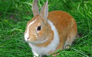 Как можно назвать кролика мальчика: список имен