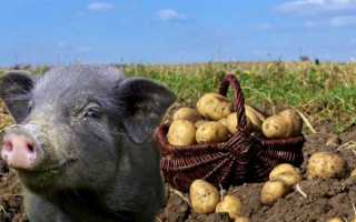 Можно ли кормить коров сырой картошкой – Картофель в рационе коровы: полезно или вредно