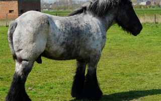 Что собой представляют лошади дестриэ: описание и особенности