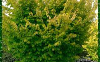 Лечебные свойства коры и листьев вяза, сбор, заготовка и применение сырья в народной медицине