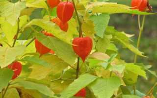 Физалис Мармеладный — неприхотливый родственник томата со вкусом сливы