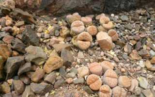 Литопсы — уход и содержание в домашних условиях