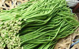 Лучшие сорта спаржевой стручковой фасоли для различных регионов России