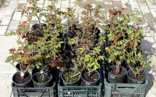 Чем отличаются эквадорские розы от голландских и российских.