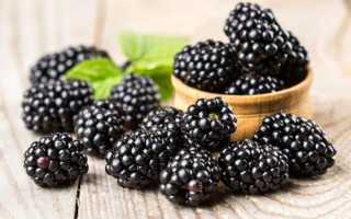Чем полезна ежевика садовая. Лечебные свойства и противопоказания