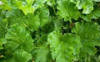 Хотите повысить урожай? Уникальный стимулятор роста растений — щавелевая кислота.