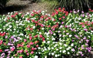 Барвинок малый: фото, описание и лечебные свойства