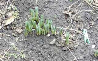 Выгонка нарциссов в домашних условиях: выбор сорта, уход, советы