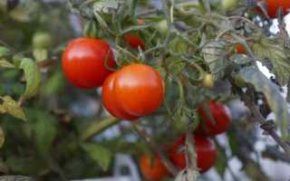 Помидоры черри на подоконнике. Как вырастить помидоры на подоконнике в горшке?