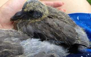 Голуби птенцы когда начинают летать