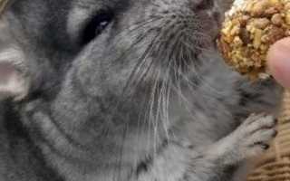 Чем питаются шиншиллы в домашних условиях