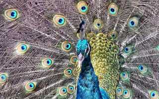 Павлин – описание, виды, где обитает, чем питается, фото