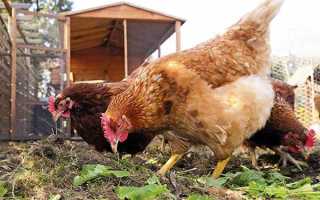 Курятники для 50 кур своими руками — пошаговая инструкция