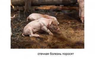 Материалы по патофизиологии / МЕТЕОРИЗМ, ЯЗВЕННАЯ Б-НЬ СВИНЕЙ