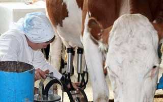 Как доить корову доильным аппаратом: подготовка и правила доения