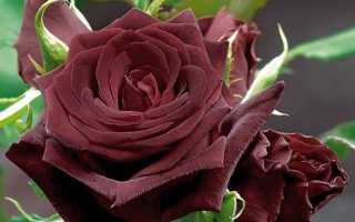 Чайно-гибридная роза Black Baccara (Блэк Баккара): описание сорта, фото