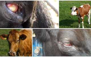 Лечение телязиоза крупного рогатого скота